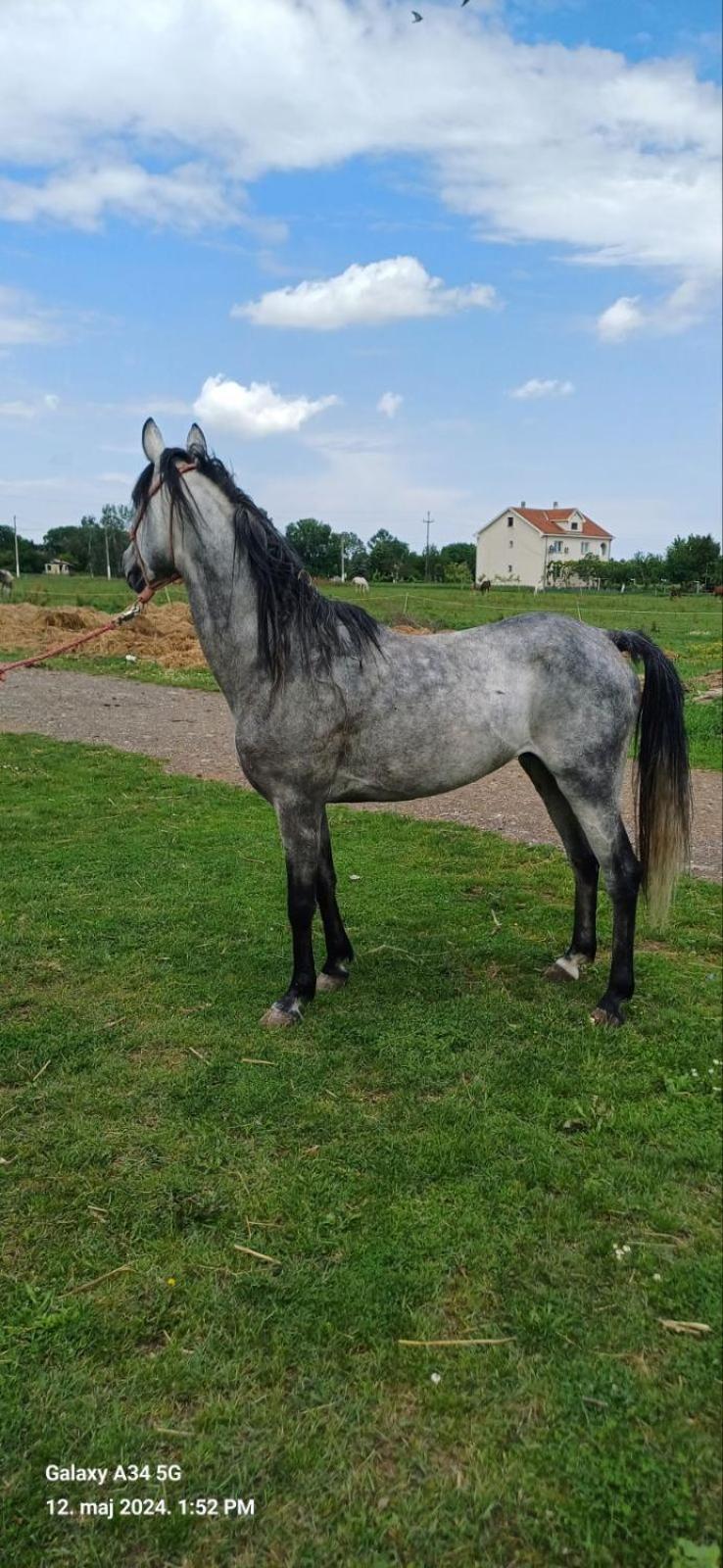 Vila Durmitorska Koliba Sa Kupatilom Žabljak Exteriér fotografie